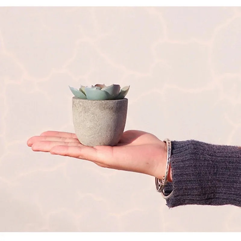 Mini künstliche Aloe Pflanzen  – Bonsai Garden Sushi Bewertung und Preis
