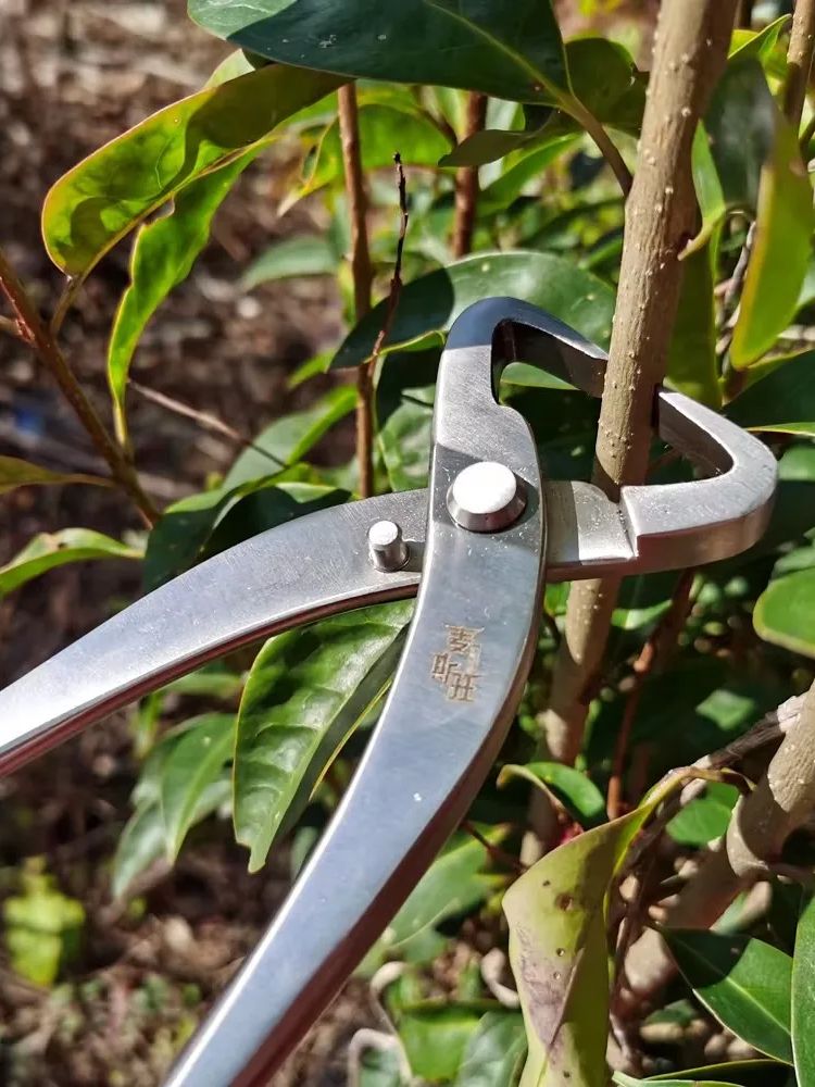 Professionelles Bonsai-Werkzeu – Bonsai Tool Set Bewertung und Preis