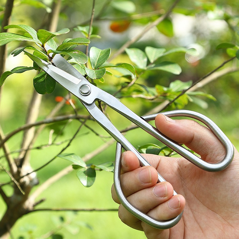 Zarte Blatt Schere Bonsai Werk – Bonsai Tool Set Bewertung und Preis